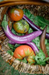 tomato and eggplant harvest from permaculture garden