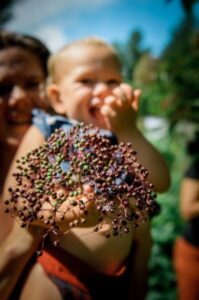 elderberry umbel with baby in the background eating a handful of berries