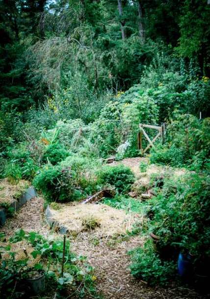 permaculture garden near asheville nc