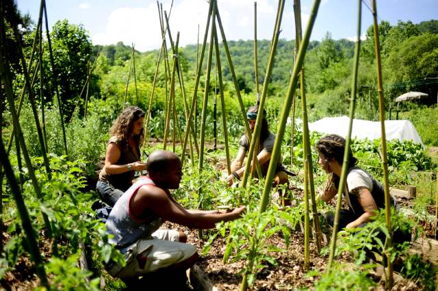 permaculture teacher and students staking tomatoes