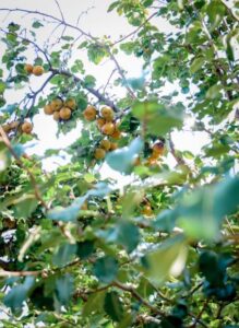 apple trees in permaculture orchard