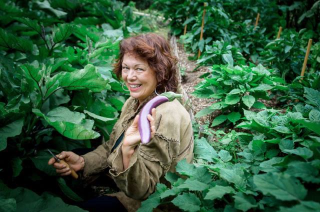 permaculture apprentice harvesting eggplant