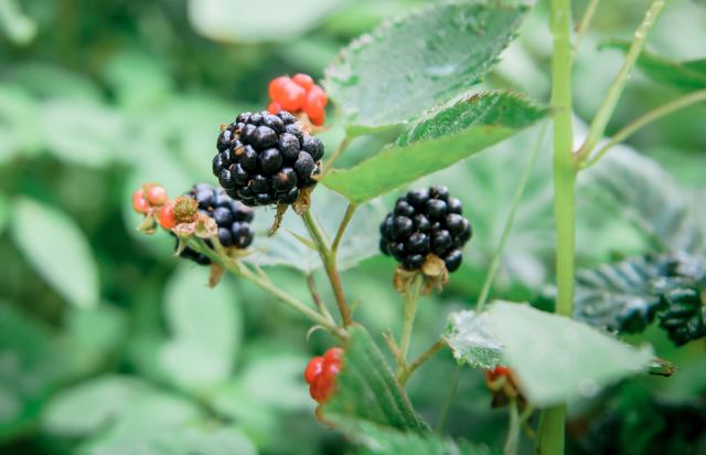 perennial raspberries in permaculture garden