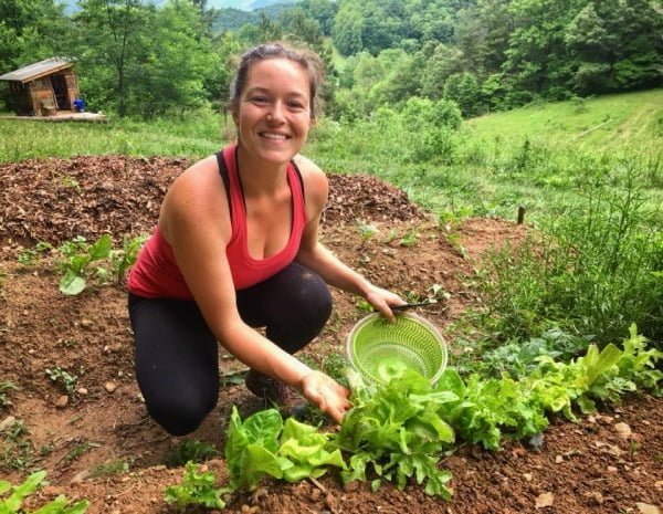 woman harvesting lettuce in small permaculture garden