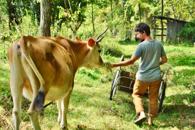 man feeding cow on small farm