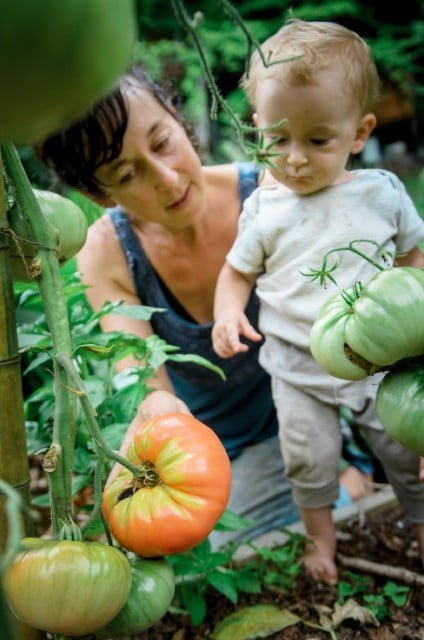 permaculture instructor and child harvesting tomatoes