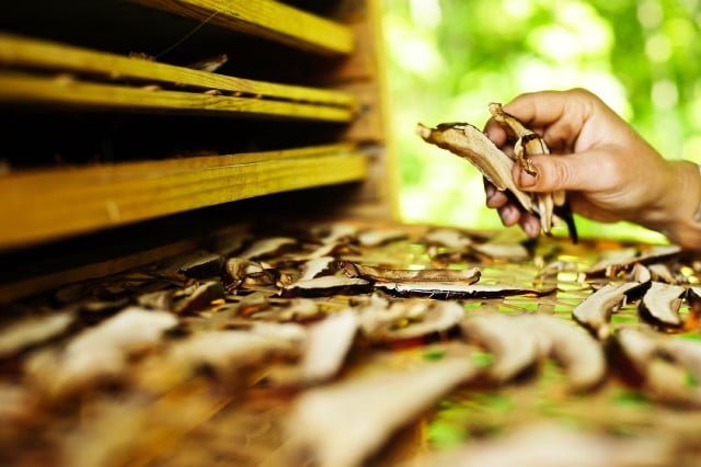 preserving mushrooms in dehydrator