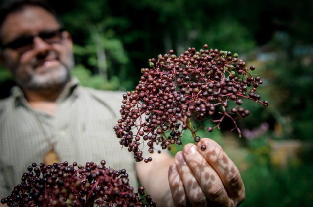 man harvesting elderberries