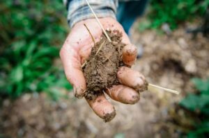 hand holding soil