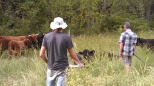 cattle in rotational grazing management