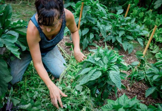 woman weeding pepper plants in permaculture garden