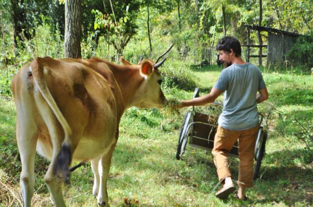 farmer feeding dairy cow