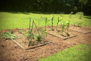 a small garden of raised beds