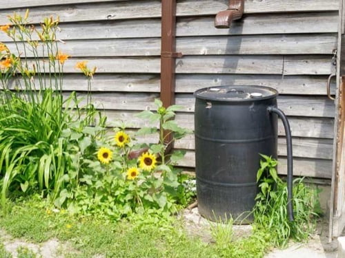 rain barrel collecting rainwater for irrigating a garden