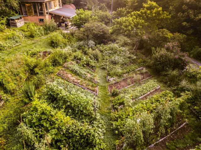 aerial photo of leaf shaped permaculture garden 