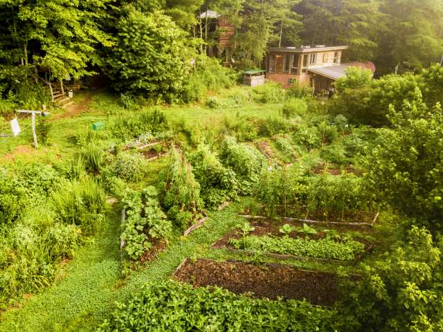 organic permaculture garden at wild abundance school