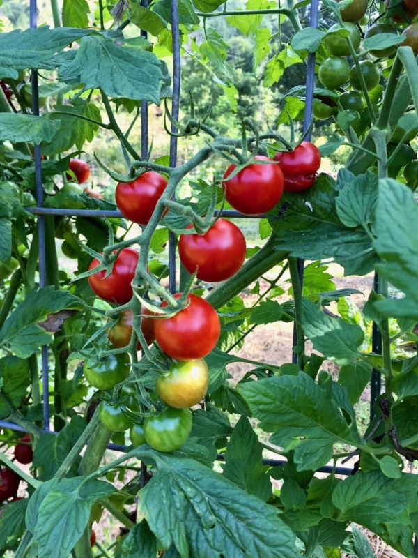 ripe tomatoes on the vine
