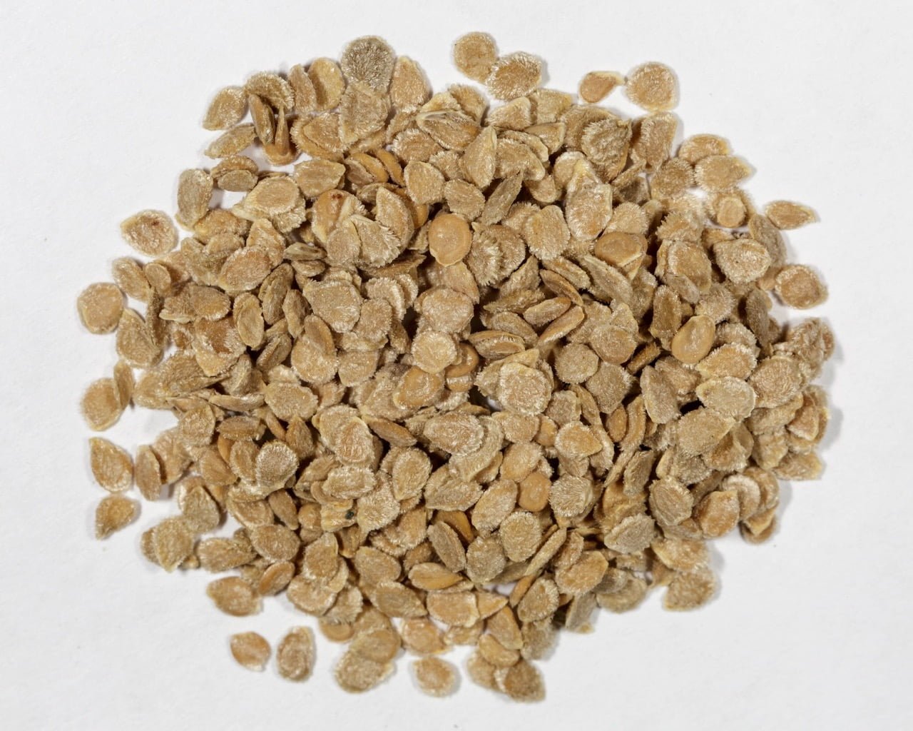 Tomato-Black-Krim-1-7023