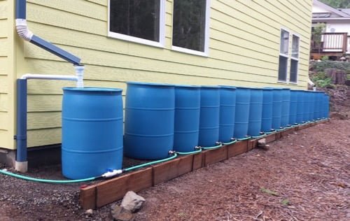 multiple blue rain barrels connected to a rainwater catchment system for irrigation