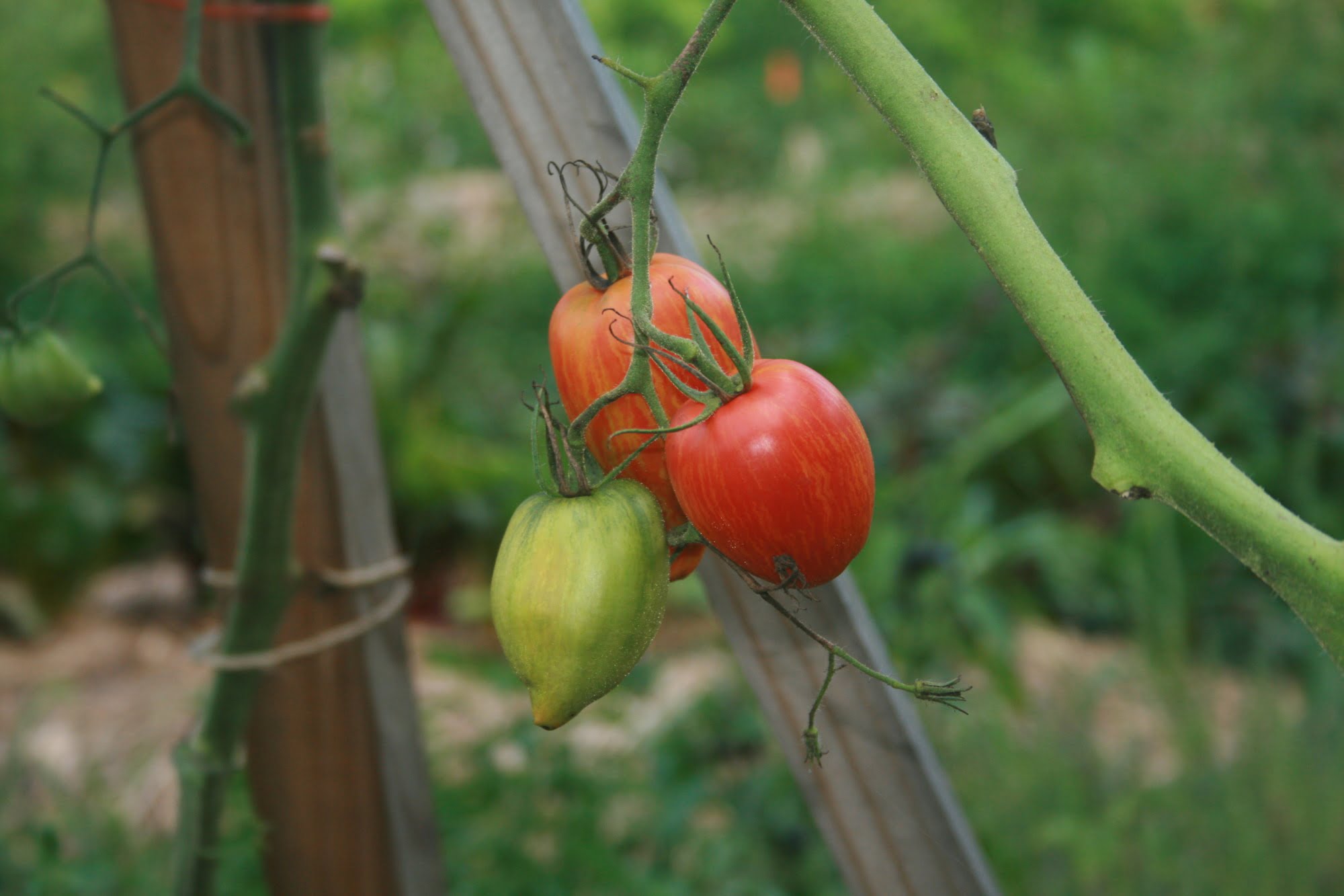 tomatoes for seed saving