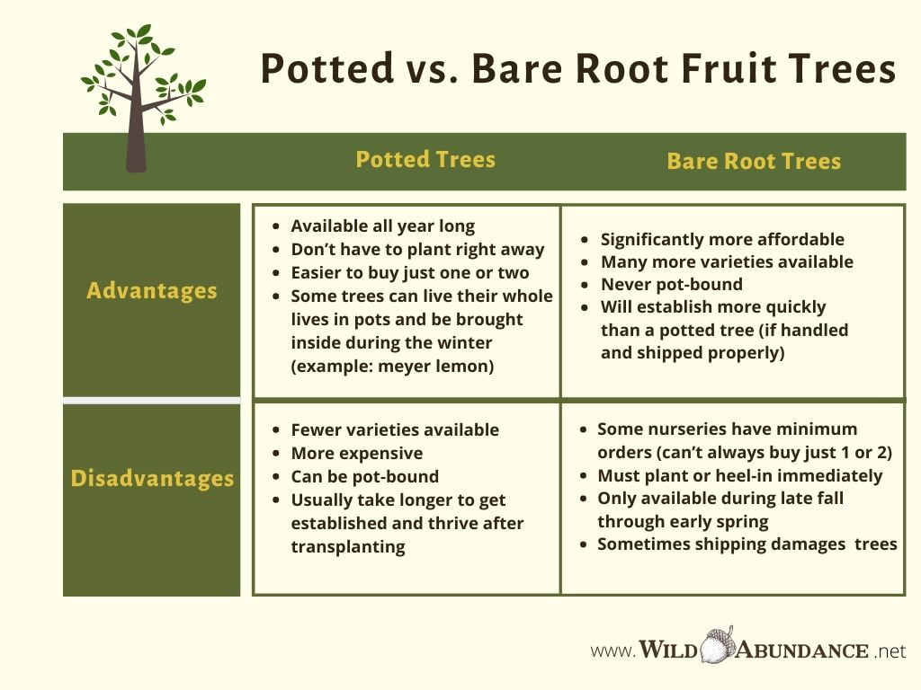 chart comparing bare root vs. potted fruit trees advantages and disadvantages