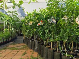 potted fruit trees in a nursery