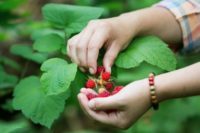 closeup of hands picking berries