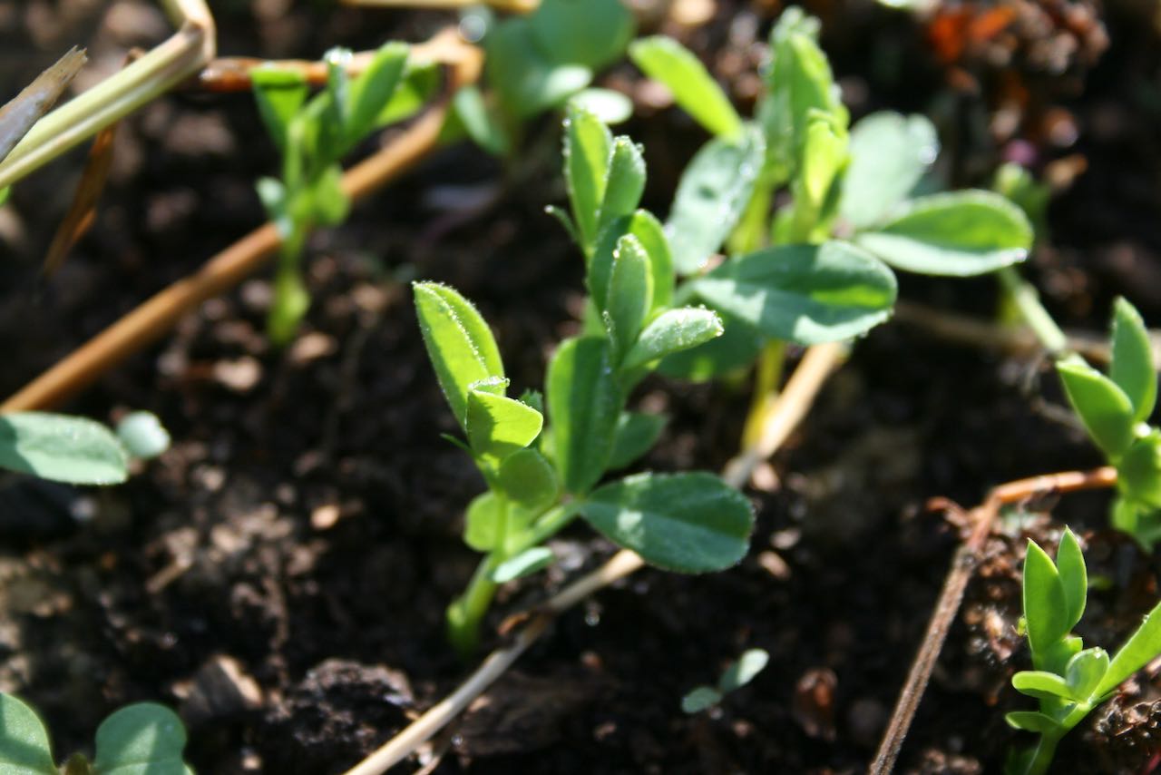 austrian winter pea sprouts