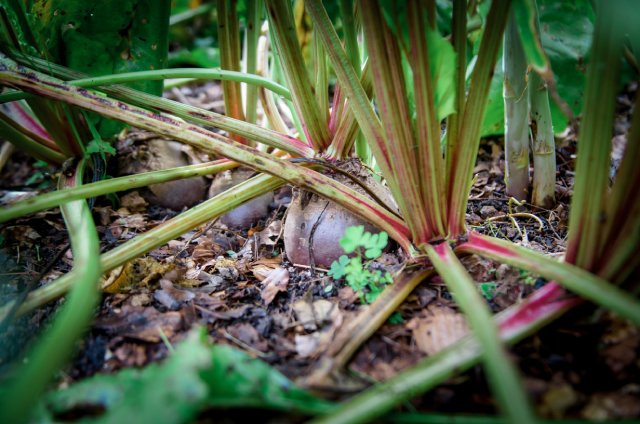 beet crop in the garden