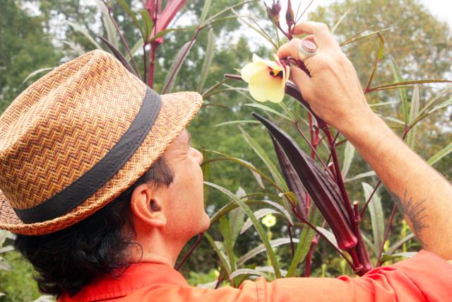 examining red okra flower