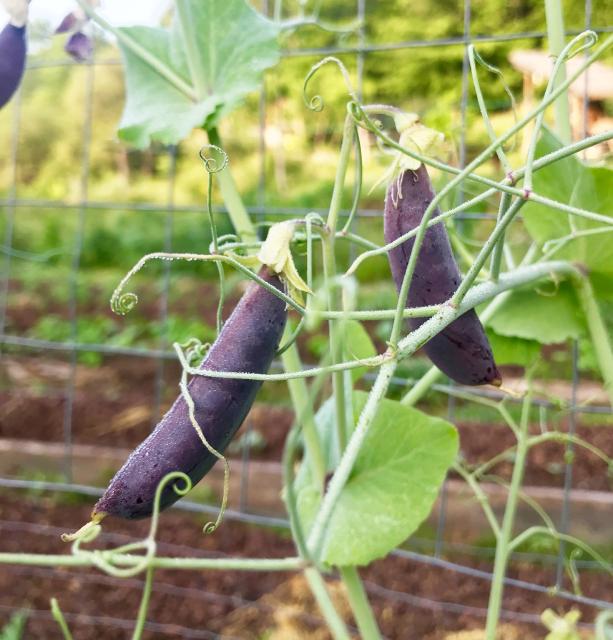 purple peas on vine