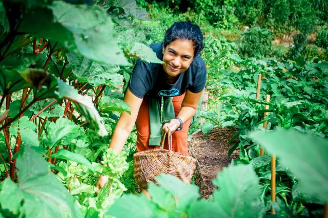 woman with basket in okra patch in garden