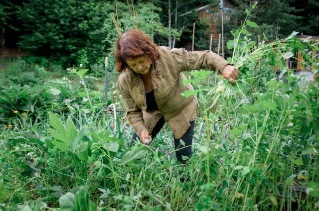 pulling weeds in the summer garden