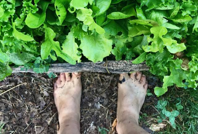 bare feet and lettuce plants