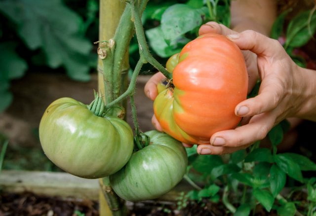 picking giant ripe tomatoes in the garden