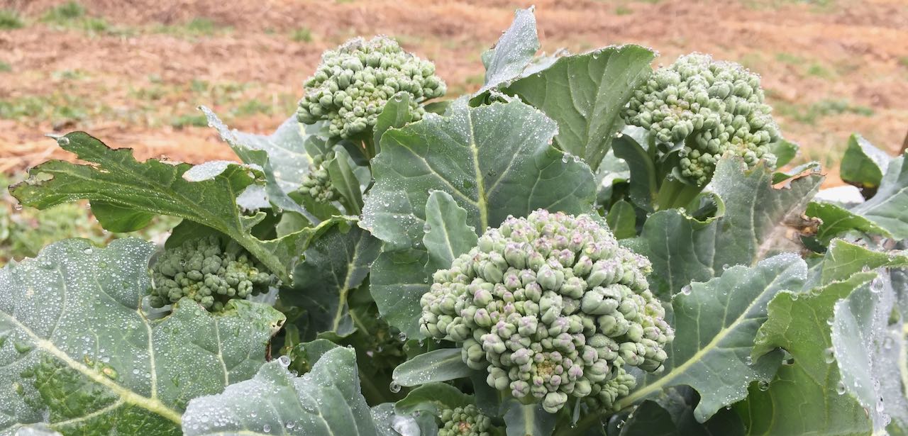 Broccoli and Spring Greens Wild Abundance