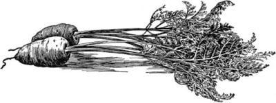 black and white drawing of carrots