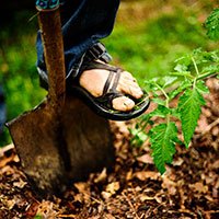 closeup of shovel digging into garden