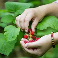 closeup of hands picking berries