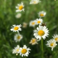 10 Spring Wild Foods That You Can Find Almost Anywhere