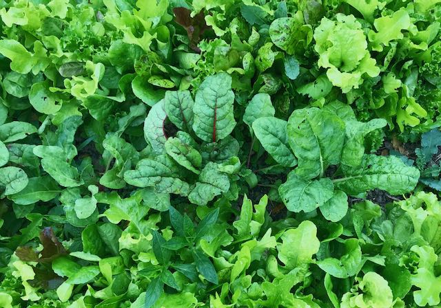 garden bed growing great lettuce