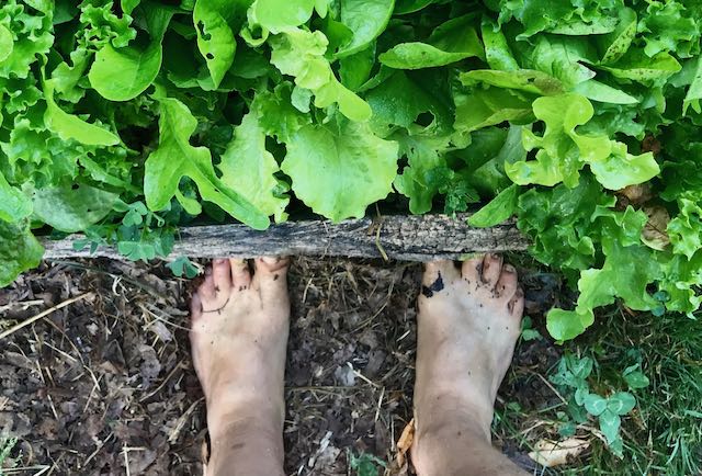 Feet standing next to bed of lettuce in a garden