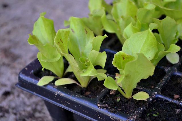 Lettuce seedlings in a flat