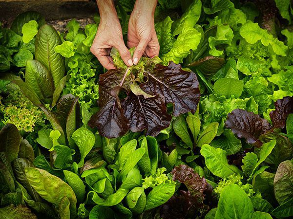 Hands harvesting cutting lettuce