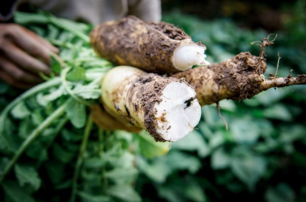 fall grown daikon radish