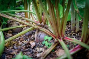 Beets in a garden