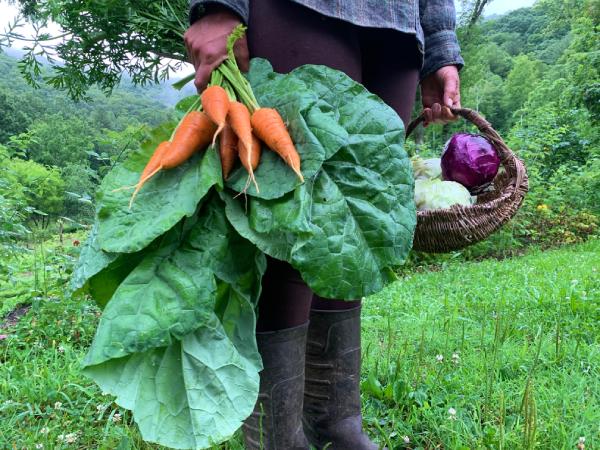 Woman holding fall crops, carrots, kale, cabbage