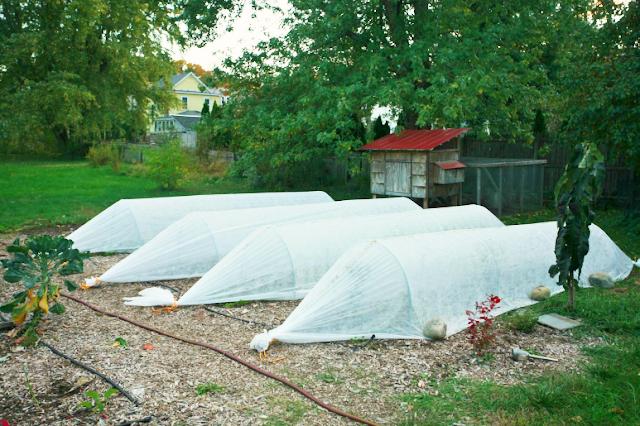 Row cover over beds in a fall garden