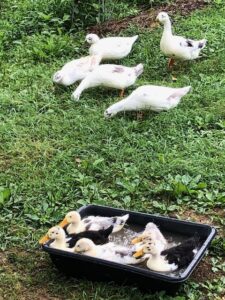 ducks splashing in a plastic tub