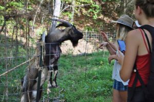 Goat climbing on a fence with people petting it